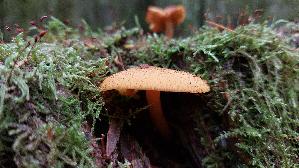Olivgelber-Holzritterling_Tricholomopsis-decora_20261011_134522.jpg