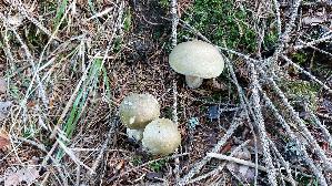 Olivgruener-Ritterling_Tricholoma-joachimii_20261019_123658.jpg