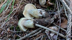 Olivgruener-Ritterling_Tricholoma-joachimii_20261019_123743.jpg