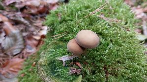 Olivschnitzling_Simocybe-centunculus_20260902_133414.jpg