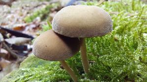 Olivschnitzling_Simocybe-centunculus_20260902_133440.jpg
