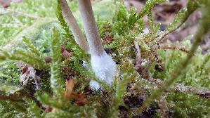 Olivschnitzling_Simocybe-centunculus_20260902_133622.jpg