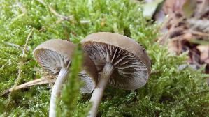 Olivschnitzling_Simocybe-centunculus_20260902_133659.jpg