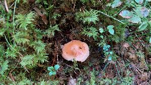 Orange---Schneckling_Hygrophorus-pudorinus_20250904_113724.jpg