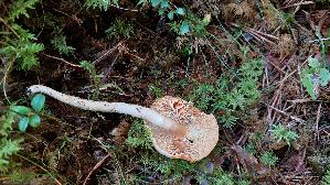 Orange---Schneckling_Hygrophorus-pudorinus_20250904_113836.jpg