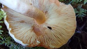 Orange---Schneckling_Hygrophorus-pudorinus_20250904_113859.jpg