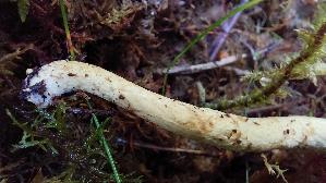 Orange---Schneckling_Hygrophorus-pudorinus_20250904_113911.jpg
