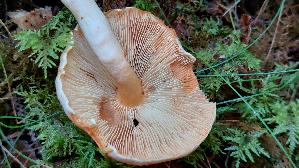 Orange---Schneckling_Hygrophorus-pudorinus_20250904_113926.jpg