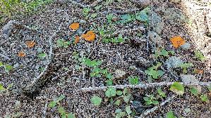 Orangebecherling_Aleuria-aurantia_20260920_114208.jpg