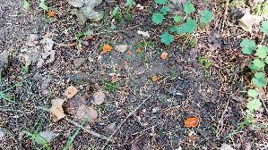 Orangebecherling_Aleuria-aurantia_20261015_145212.jpg