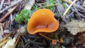 Orangebecherling_Aleuria-aurantia_20261015_145236.jpg
