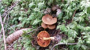 Orangeblaettriger-Hautkopf_Cortinarius-sommerfeltii_20250907_111813.jpg