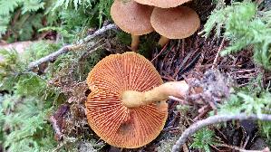 Orangeblaettriger-Hautkopf_Cortinarius-sommerfeltii_20250907_111823.jpg