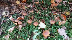 Orangeblaettriger-Hautkopf_Cortinarius-sommerfeltii_20251031_115745.jpg