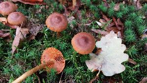 Orangeblaettriger-Hautkopf_Cortinarius-sommerfeltii_20251031_115824.jpg