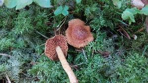 Orangeblaettriger-Hautkopf_Cortinarius-sommerfeltii_20260916_114353.jpg