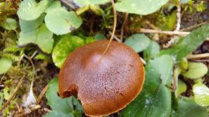 Orangeblaettriger-Hautkopf_Cortinarius-sommerfeltii_20260917_120148.jpg