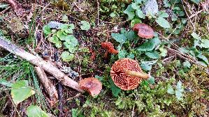Orangeblaettriger-Hautkopf_Cortinarius-sommerfeltii_20260917_120333.jpg