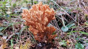 Orangefarbene-Gebirgskoralle_Ramaria-largentii_20250908_103612.jpg