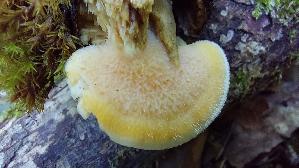 Orangegelber-Saftporling_Tyromyces-kmetii_20260901_131307.jpg