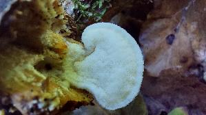 Orangegelber-Saftporling_Tyromyces-kmetii_20260901_131351.jpg