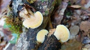 Orangegelber-Saftporling_Tyromyces-kmetii_20260901_131417.jpg