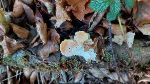 Orangegelber-Saftporling_Tyromyces-kmetii_20261003_130617.jpg