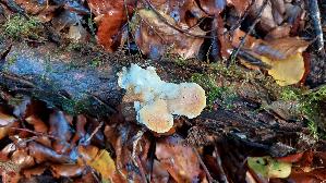 Orangegelber-Saftporling_Tyromyces-kmetii_20261022_095839.jpg