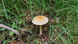 Orangegelber-Streifling_Amanita-crocea_20260608_123726.jpg