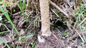 Orangegelber-Streifling_Amanita-crocea_20260608_123811.jpg