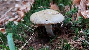 Orangegelber-Streifling_Amanita-crocea_20260611_123617.jpg