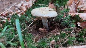 Orangegelber-Streifling_Amanita-crocea_20260611_123708.jpg