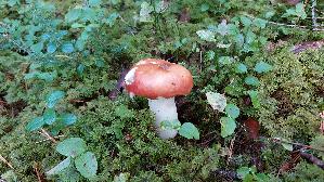 Orangeroter-Graustiel---Taeubling_Russula-decolorans_20250904_110624.jpg