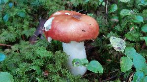 Orangeroter-Graustiel---Taeubling_Russula-decolorans_20250904_110630.jpg