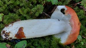 Orangeroter-Graustiel---Taeubling_Russula-decolorans_20250904_110644.jpg