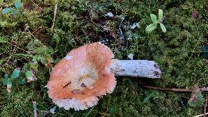 Orangeroter-Graustiel---Taeubling_Russula-decolorans_20250904_151850.jpg