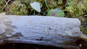Orangeroter-Graustiel---Taeubling_Russula-decolorans_20250904_151905.jpg