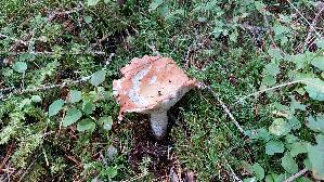 Orangeroter-Graustiel---Taeubling_Russula-decolorans_20250904_152014.jpg
