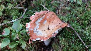 Orangeroter-Graustiel---Taeubling_Russula-decolorans_20250904_152020.jpg