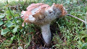 Orangeroter-Graustiel---Taeubling_Russula-decolorans_20250904_152028.jpg