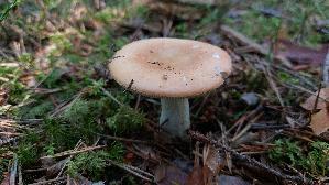 Orangeroter-Graustiel---Taeubling_Russula-decolorans_20260916_105427.jpg