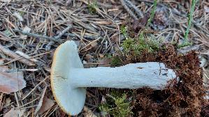 Orangeroter-Graustiel---Taeubling_Russula-decolorans_20260916_125606.jpg
