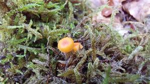 Orangeroter-Heftelnabeling_Rickenella-fibula_20260829_135114.jpg