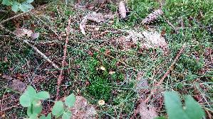 Orangeroter-Heftelnabeling_Rickenella-fibula_20260829_142248.jpg
