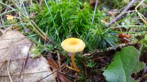 Orangeroter-Heftelnabeling_Rickenella-fibula_20260829_142315.jpg