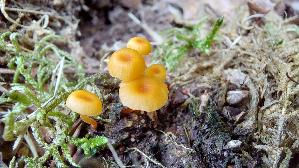 Orangeroter-Heftelnabeling_Rickenella-fibula_20260902_131639.jpg