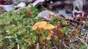 Orangeroter-Heftelnabeling_Rickenella-fibula_20260903_133914.jpg