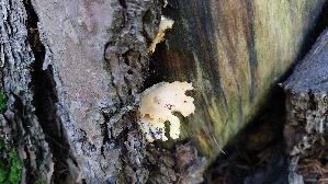 Orangeseitling_Phyllotopsis-nidulans_20250904_100842.jpg