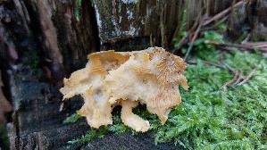 Orangeseitling_Phyllotopsis-nidulans_20250904_100858.jpg
