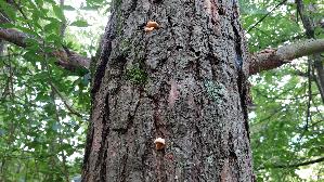 Orangeseitling_Phyllotopsis-nidulans_20250909_111401.jpg